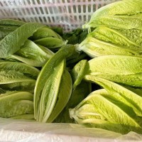 直立羅馬生菜 耐寒耐運(yùn)輸 漲勢(shì)快 葉面平滑 口感好 按時(shí)發(fā)貨 長(zhǎng)期供應(yīng)